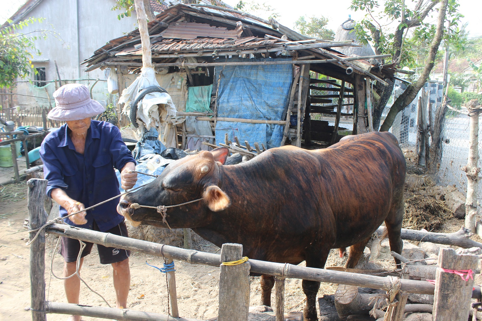Bệnh hà móng có ảnh hưởng đến sự phát triển của trâu bò