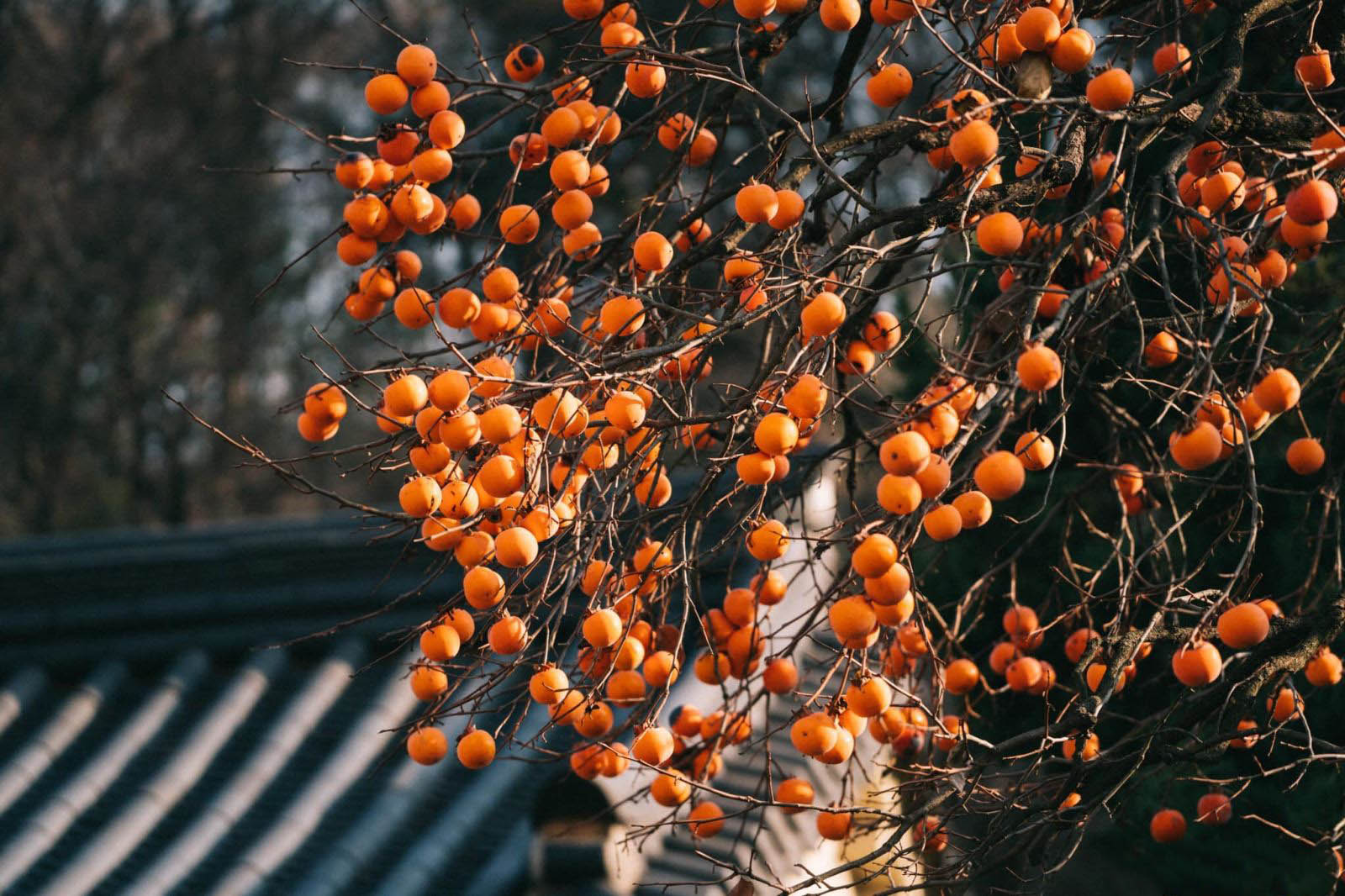 cây hồng