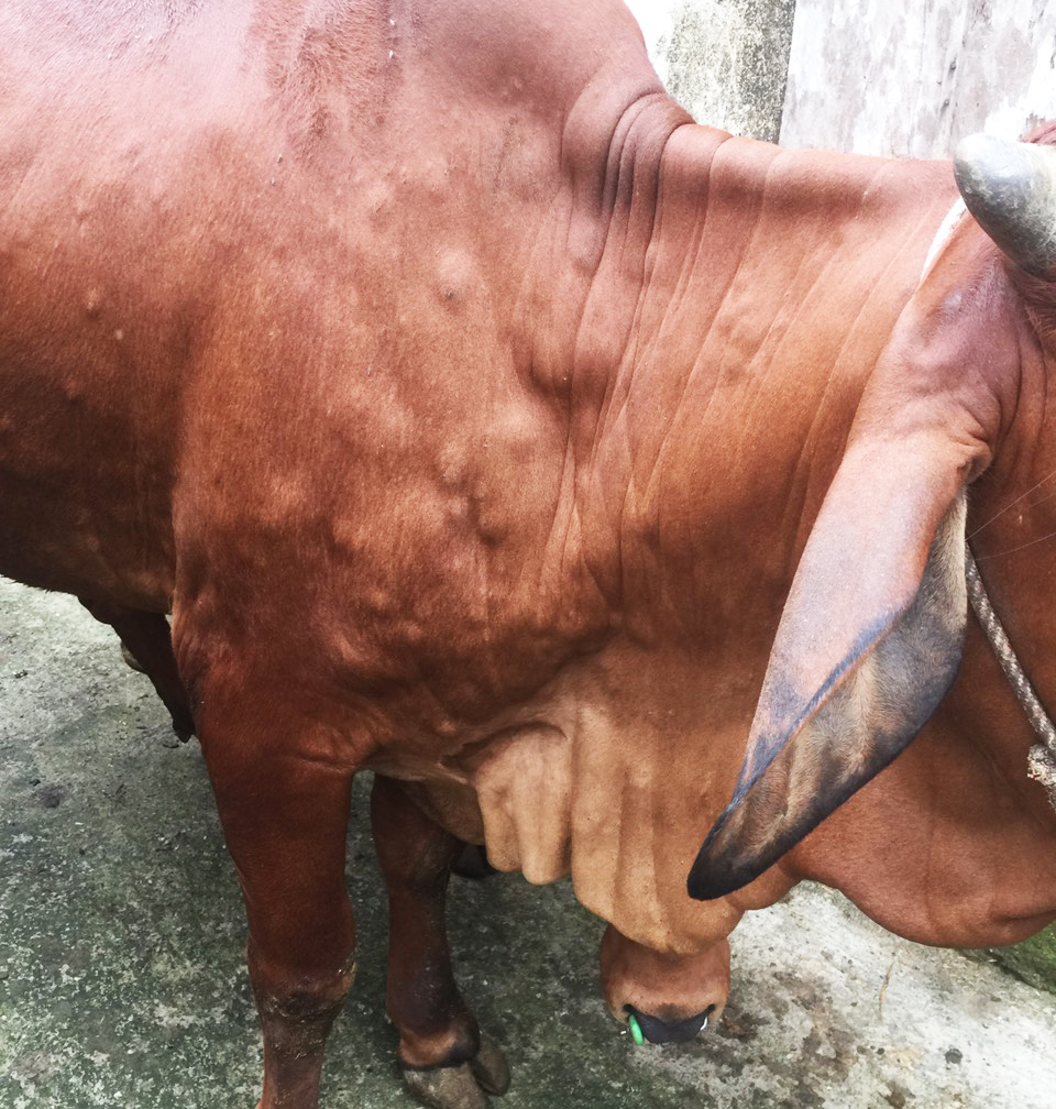 Bệnh viêm da nổi cục (VDNC) trên trâu, bò là bệnh truyền nhiễm do một loại virus thuộc họ Poxviridae gây ra