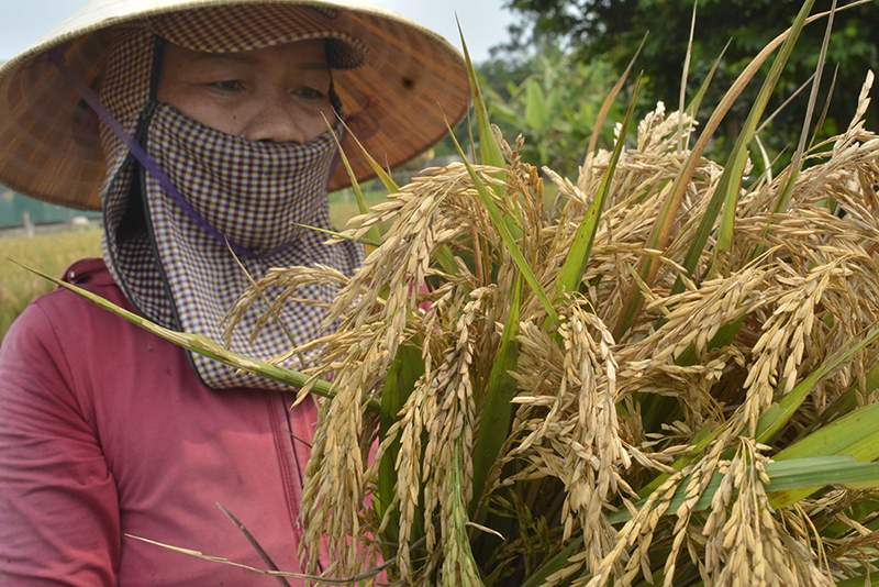 Vụ mùa thất thu