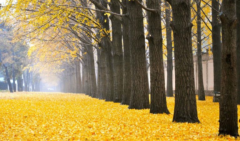 Rừng cây ngân hạnh Ginkgo forest